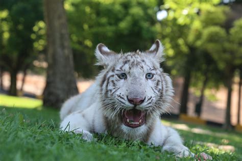 Rare white tiger cub found in Turkey triples weight in 4 months | Daily ...