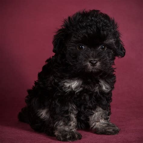 Black Maltese Dog Breed Information, Traits, Puppy, Health Issues