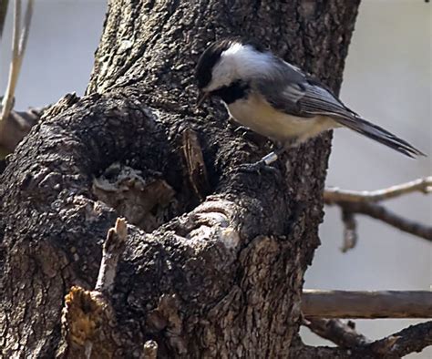 The Chickadee Nest: Chickadee Nesting Habits - Daily Birder