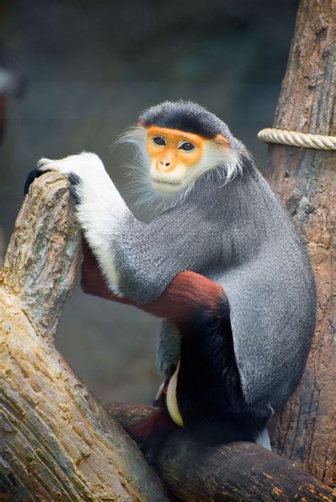 Old Monkey by AnnaBarc | Monkey, Animals wild, Primates