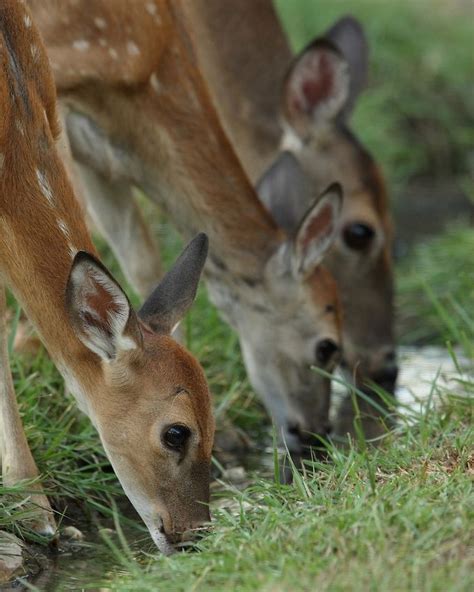 Two whitetail fawns with mom getting a drink. Shot late summer evening ...