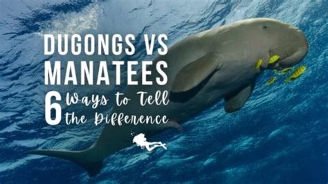 Dugong vs Manatee – 6 Ways to Tell the Difference