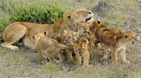 Lion cubs and their mother - Lion cubs Photo (38326919) - Fanpop - Page 9