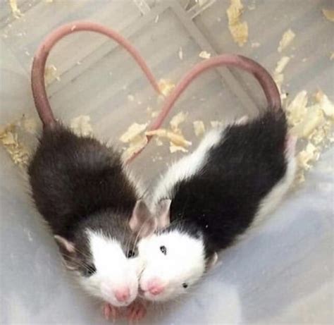 Rat love 💕 : RATS