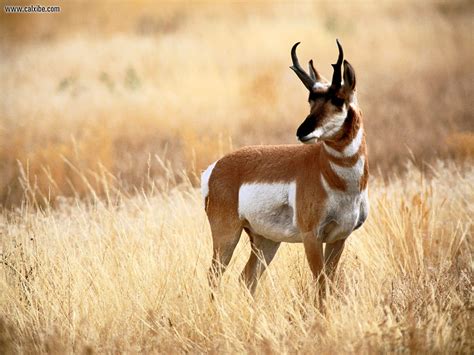 Antelope Animal Facts And Pictures | All Wildlife Photographs