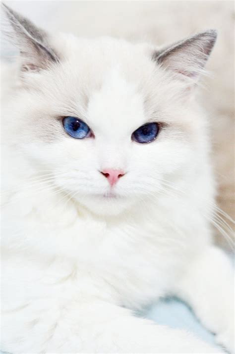 Incredible -> Cute Fluffy Cats Breeds :-) | Pretty cats, Beautiful cats ...