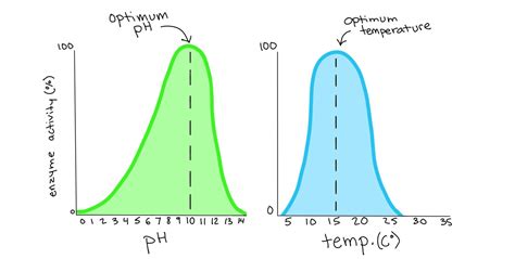 Rate Of Enzyme Activity Graph