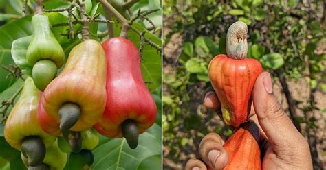 Can You Eat a Cashew Fruit? | Balcony Garden Web