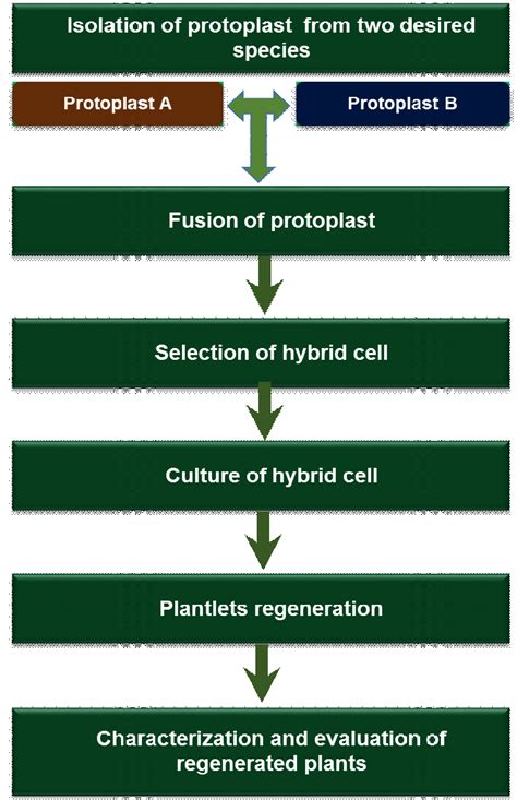 General steps in somatic hybridization | Download Scientific Diagram