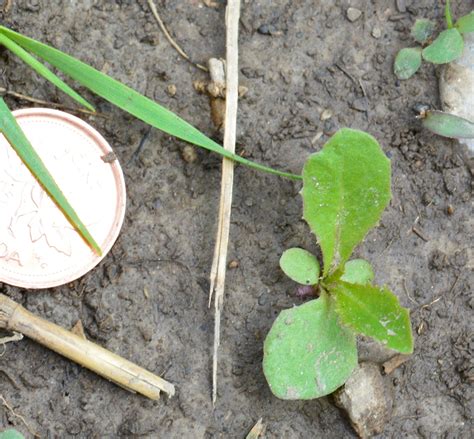 Dandelion | Weed identification guide for Ontario crops | ontario.ca