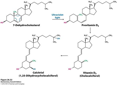 Vitamin D: Synthesis, regulation, biological roles, sources and ...