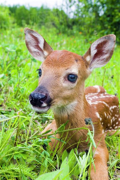 Closeup Of Twin Baby White-Tailed Deer Fawns Laying In Wildflowers ...