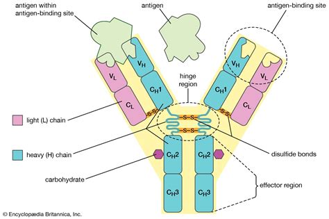 Antibody | Definition, Structure, Function, & Types | Britannica