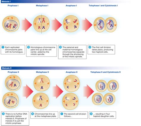 Haploid Cell Meiosis | www.pixshark.com - Images Galleries With A Bite!