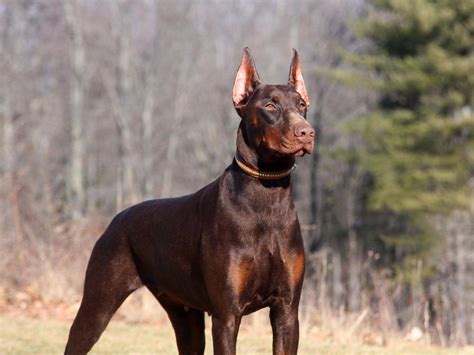 Doberman Pinscher For Sale by Kevlar Dobermans - American Kennel Club