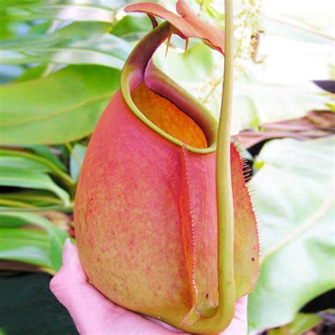 10 Varieties Nepenthes Seeds, Carnivorous Plants, 100pcs/pack ...