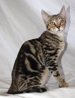 Sokoke Cat Breeders and Information