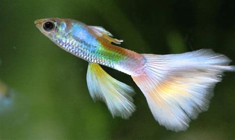 55 Different Types of Guppies (With Pics!): A Complete Guide