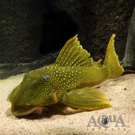 L200 Pleco for sale Archives - Aqua Imports