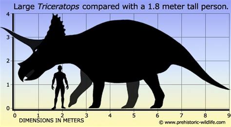 Triceratops | Prehistoric wildlife, Prehistoric animals, Prehistoric ...