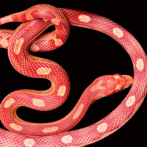 Corn Snake Morphs: The Complete List - AZ Animals