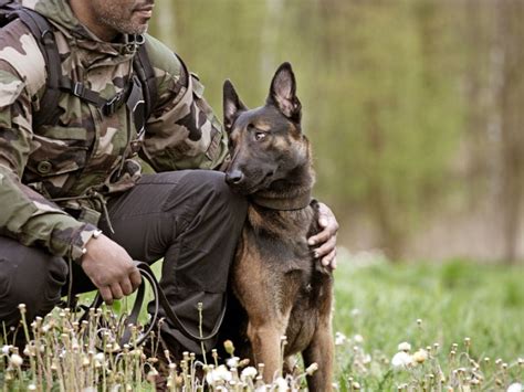 Best Books About Military Dogs – American Kennel Club