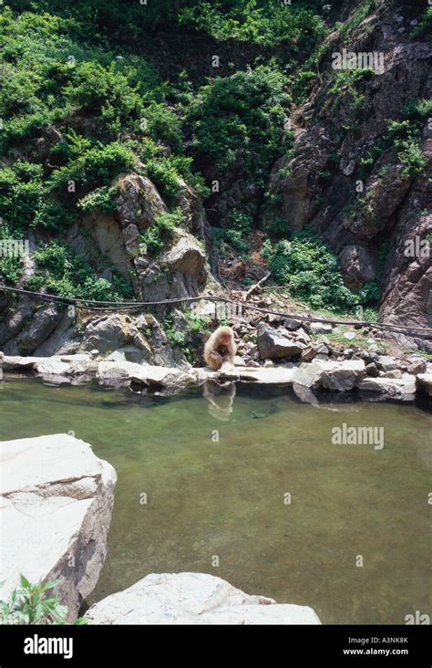 Jigokudani Monkey Park Stock Photo - Alamy