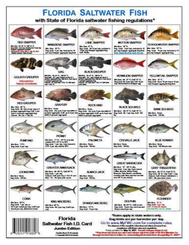 SW Fish ID 9749091574 Florida Saltwater Fish ID, 10th Edition ...