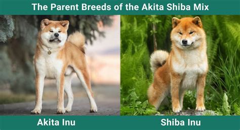 Akita Shiba Mix: Care Guide, Pictures, Info & Traits | Pet Keen