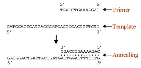 The World of Genetics: Primer Design