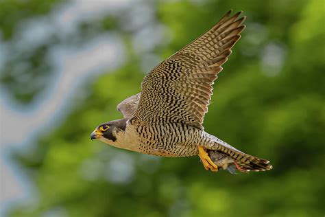 Peregrine Falcon In Flight #4 Photograph by Morris Finkelstein - Pixels