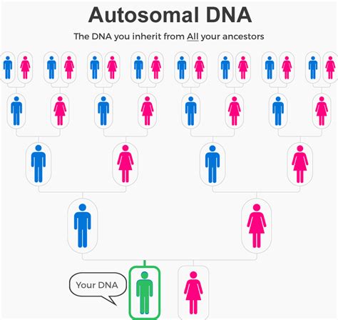 DAR Begins Accepting Autosomal DNA | Today's DAR