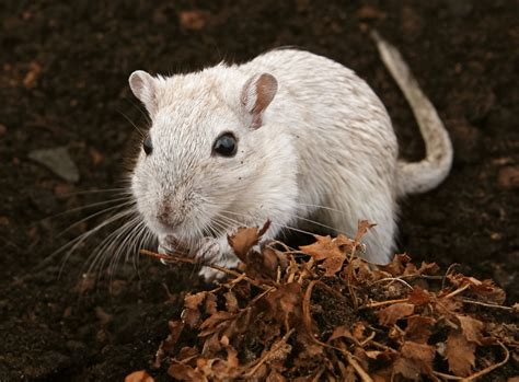 White female rodent outdoors Free Photo Download | FreeImages