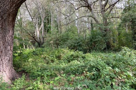 Morden Hall Park Walk - A Place to Enjoy the River Wandle