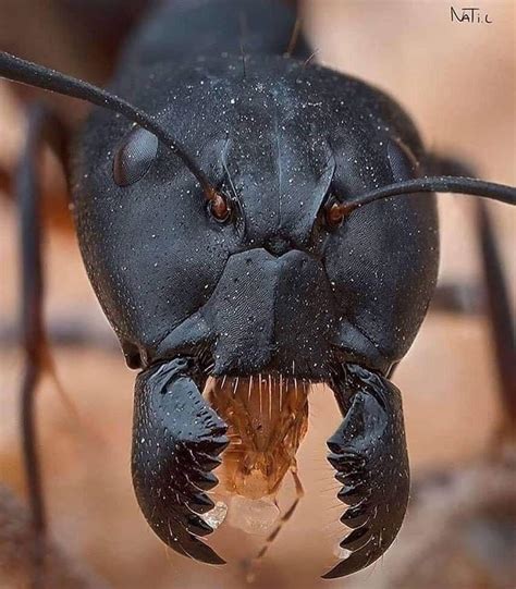 A close up of a soldier black ant : r/natureismetal