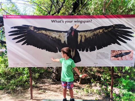 Taylor family with Condor Wingspan at Phoenix Zoo Tempe 1 - 2 Travel Dads