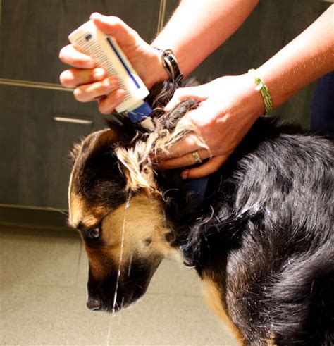 How to Clean Your Dog's Ears • MSPCA-Angell