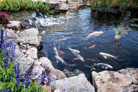 24 Stunning Koi Pond Ideas