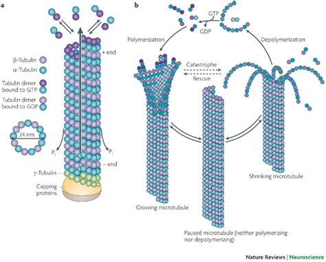 Microtubules , Filaments