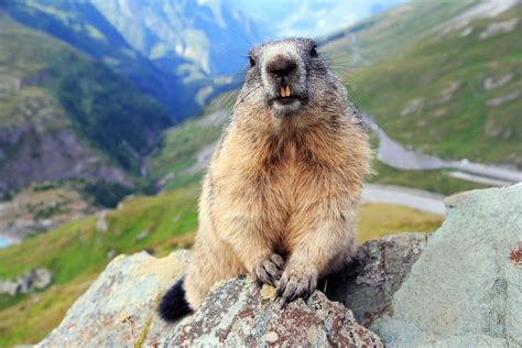 Marmot Animal Facts - WikiPoint - Wiki Point