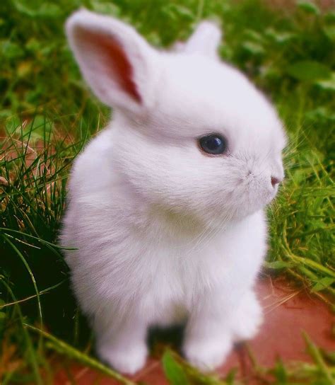 Pictures Of Cute Baby Bunnies