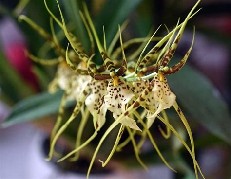 Spider Orchid Care - Brassia Orchid Plant, Species, Hybrids