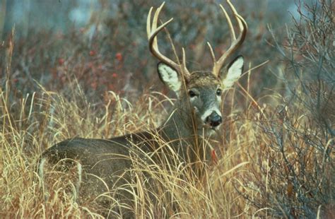 File:Adult white tailed deer buck odocoileus virginianus.jpg ...