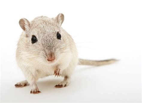 An Overview of 5 Gerbil Breeds - Pet Breeezy