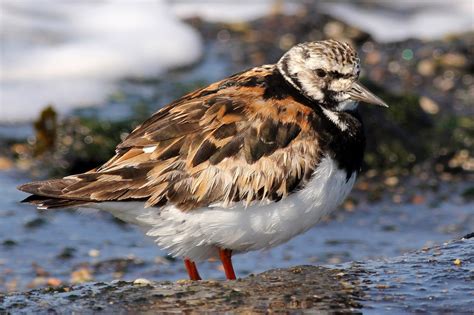 ruddy turnstone | BirdForum