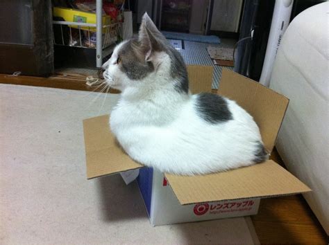 Fat cat in a little box : cats