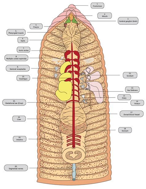 Oligochaeta: The Anatomy & Reproduction Of The Humble Earthworm