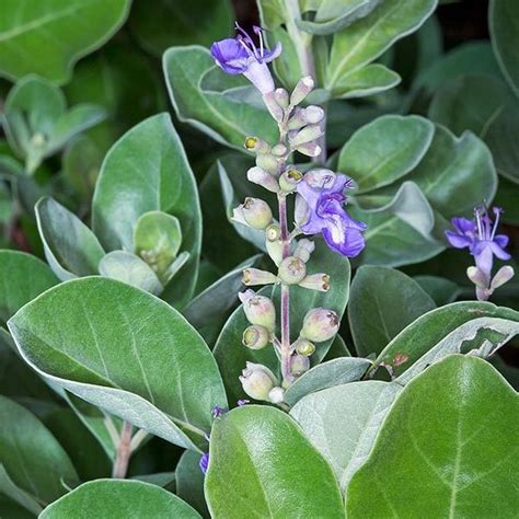 How Long Should I Take Vitex for Fertility?