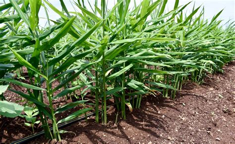 Ginger Plants