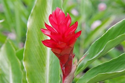 Flor de jengibre (Zingiber officinale) | Flores exóticas, Plantación de ...